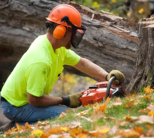 tree services Arden Hills